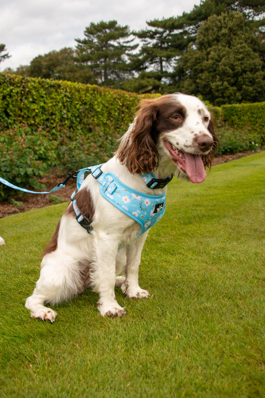 Daisy Field Harness