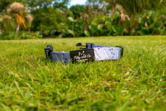 Dinosaur Adventure Collar