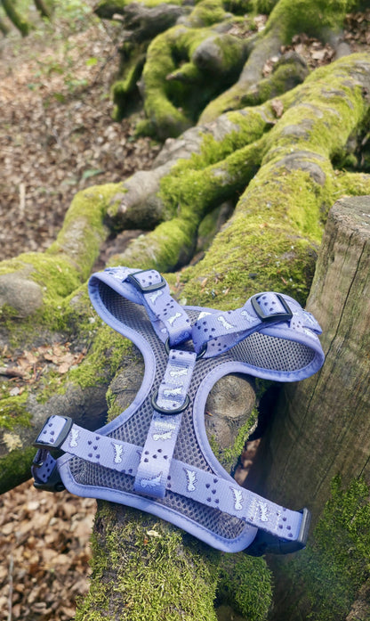 Dinosaur Adventure Harness
